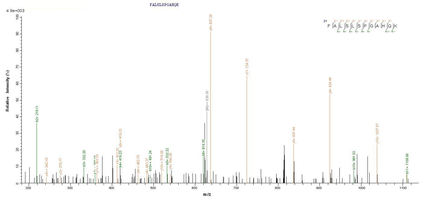Human MYD88 protein
