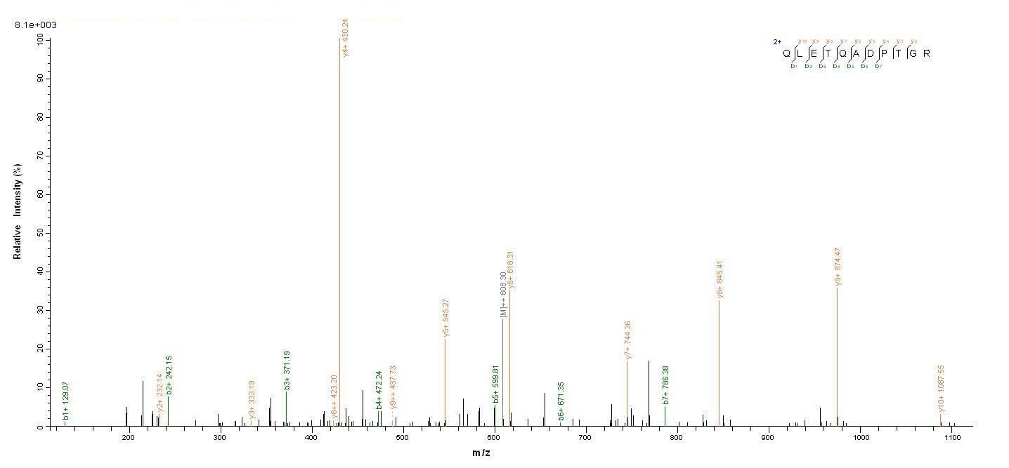 Human MYD88 protein