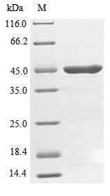 Human SH3GL1 protein