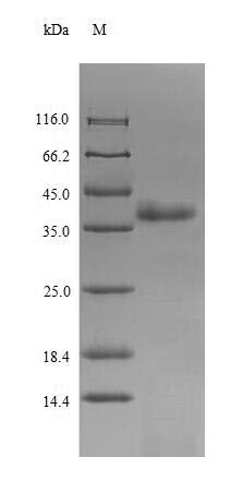 Virus VP3 protein
