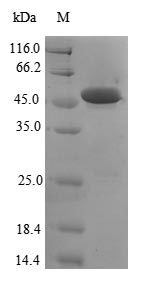 Human PARK7 protein