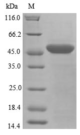 Human PARK7 protein