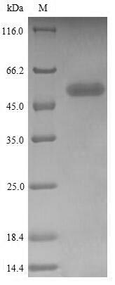 Human CD244 protein