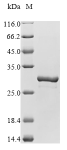 Mouse Pycard protein