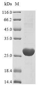 Mouse Upk3a protein