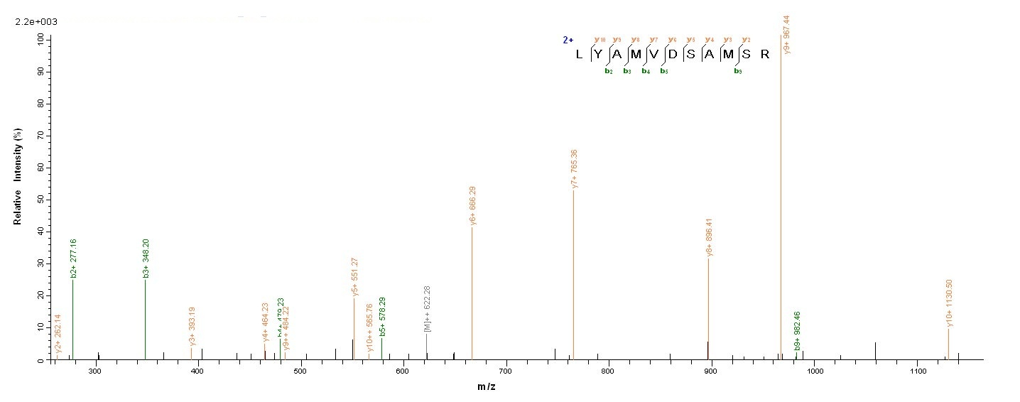 Mouse Upk3a protein