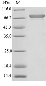 Human FUCA2 protein