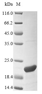 Mouse Urah protein