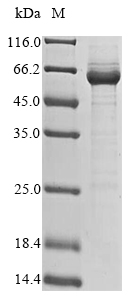 Mouse Saal1 protein