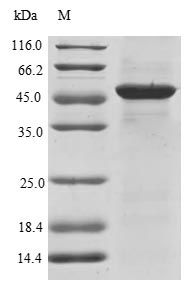 Human L2HGDH protein
