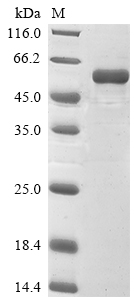 Rat Park2 protein