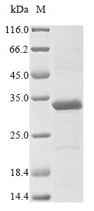 Human TREX1 protein