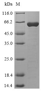 Human HPF1 protein