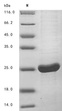 Virus X protein