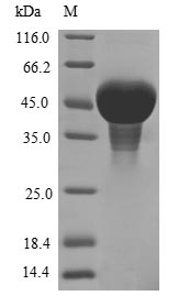 Plant Pisum sativum Zinc finger CCCH domain-containing protein ZFN-like protein