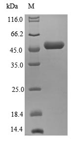 Human EIF3K protein