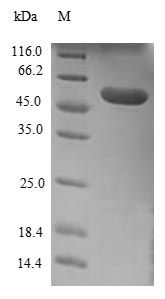 Human ESYT1 protein