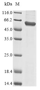 Human TRAIP protein