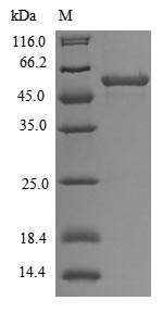 Human TRAIP protein