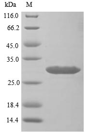 Mouse Sostdc1 protein
