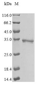 Human PITHD1 protein