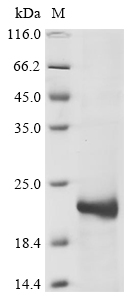 Reptile A Outer capsid protein VP4 protein