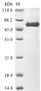 Mouse Neu3 protein
