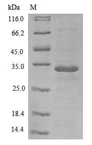Human IL26 protein