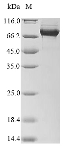 Human SP140L protein