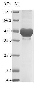 Bacteria nadA protein