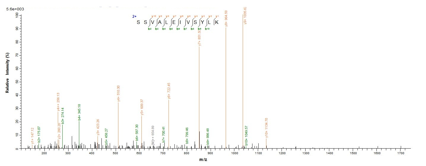 Bacteria nadA protein