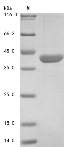 Plant BAM1 protein