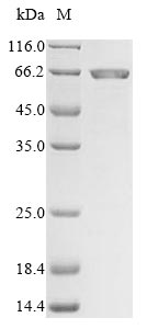 Mouse Mmp24 protein