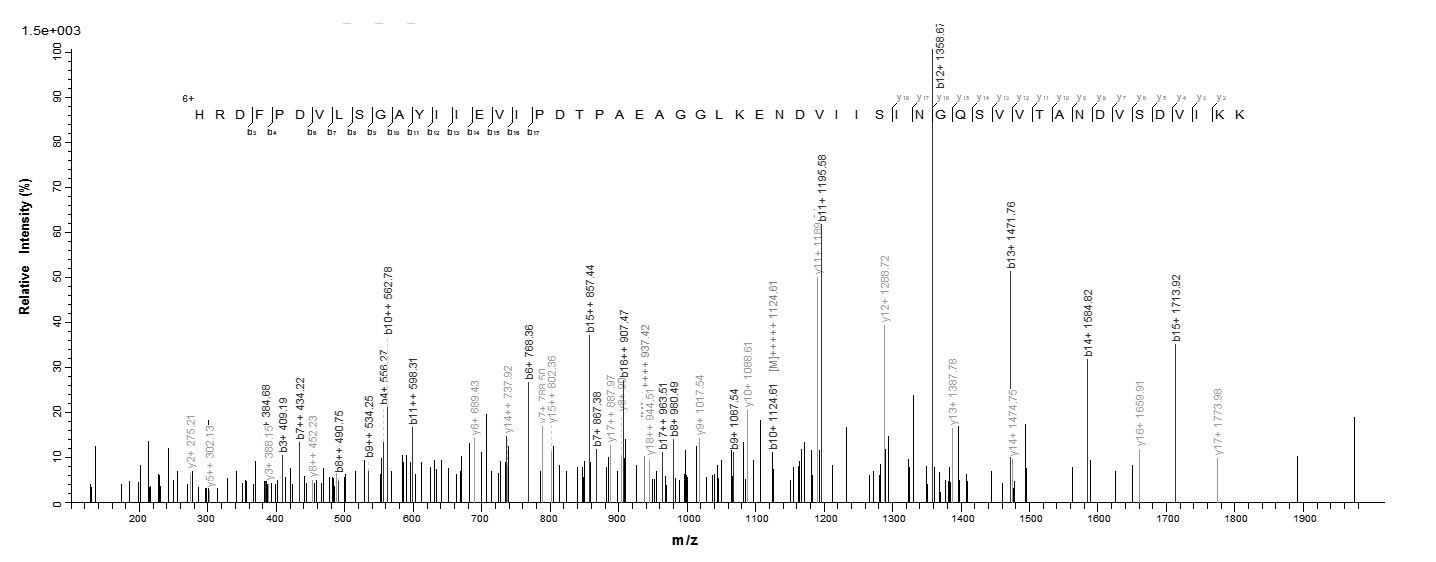 Mouse Htra1 protein