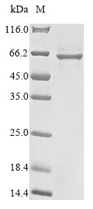 Human BCL11B protein