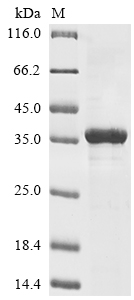 Mouse Prss22 protein