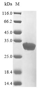 Rat Commd5 protein