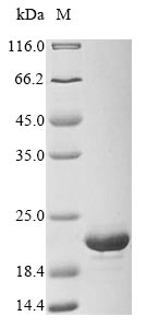 Bacteria mazF protein