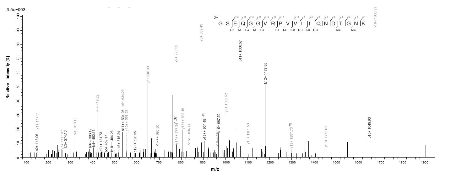 Bacteria mazF protein