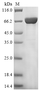 Mouse Acox1 protein