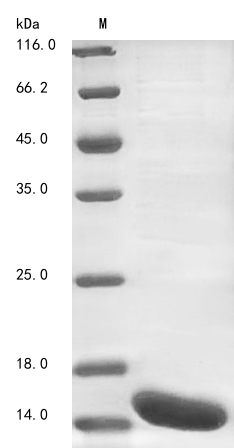 Mouse Cadherin-17 protein