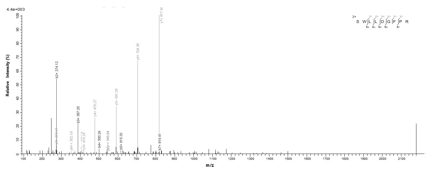 Human AK3 protein