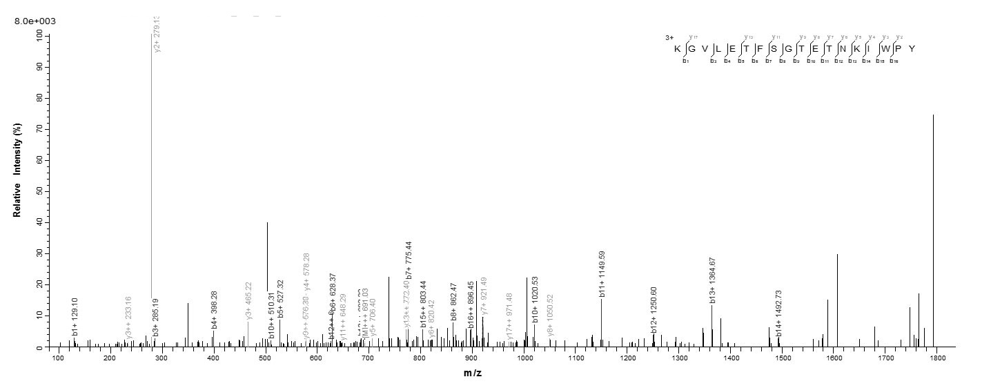 Human AK3 protein