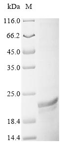 Virus isaB protein