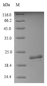 Porcine CLCA1 protein