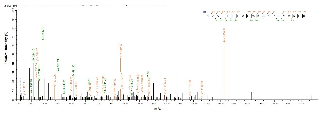 Porcine CLCA1 protein