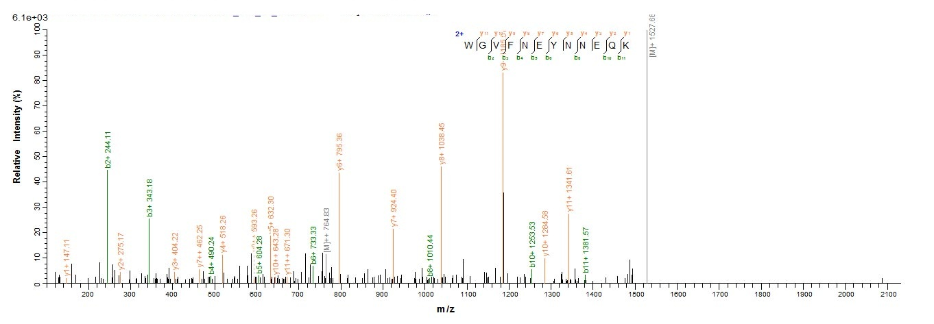 Porcine CLCA1 protein
