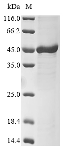 Mouse Fbxo32 protein