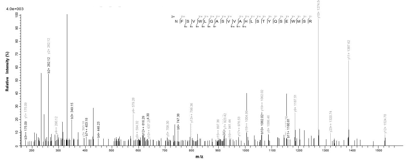 Human ACTL8 protein