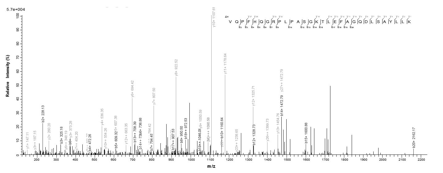 Human ACTL8 protein